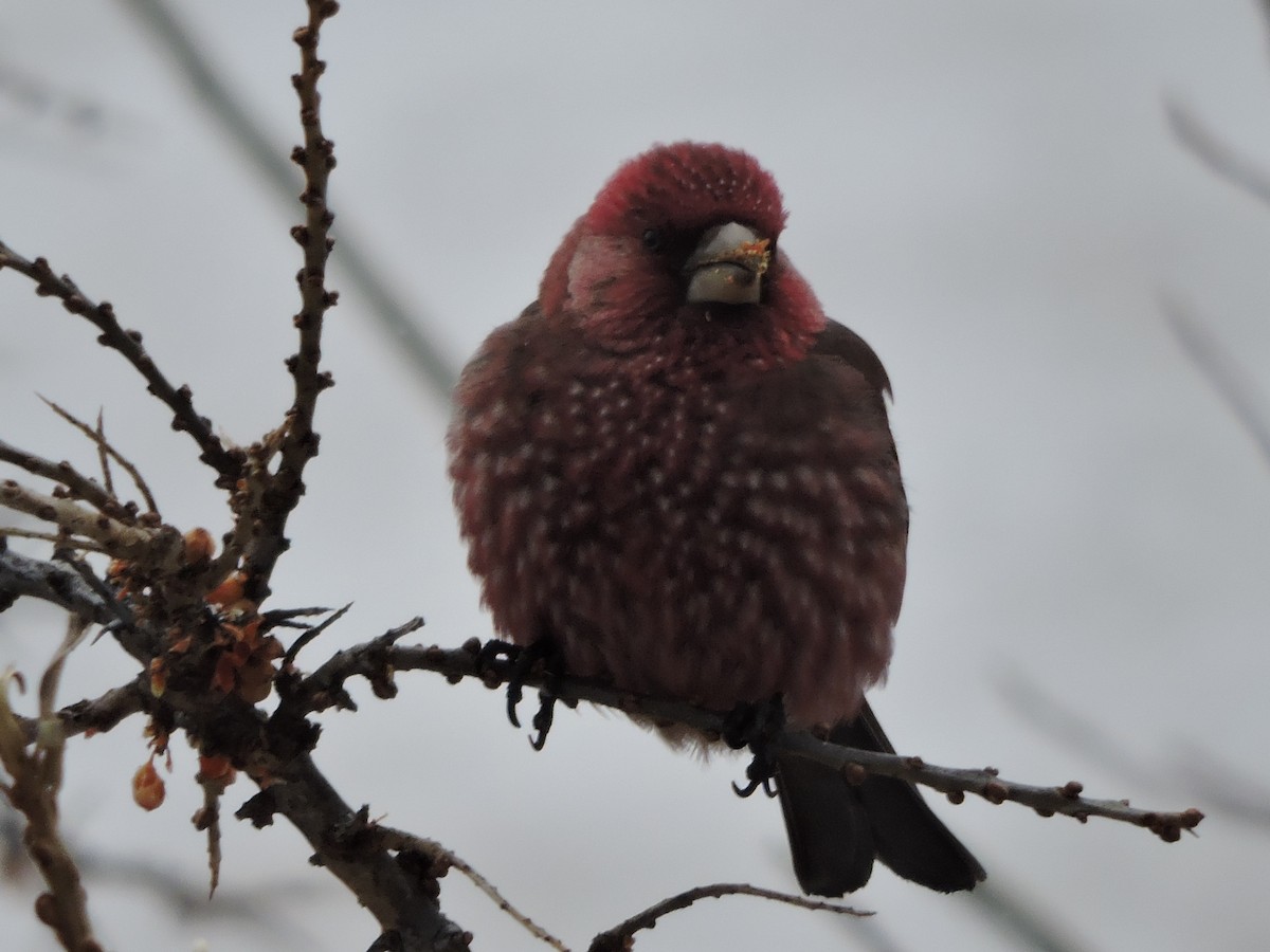 Great Rosefinch - Helmut Pfeifenberger