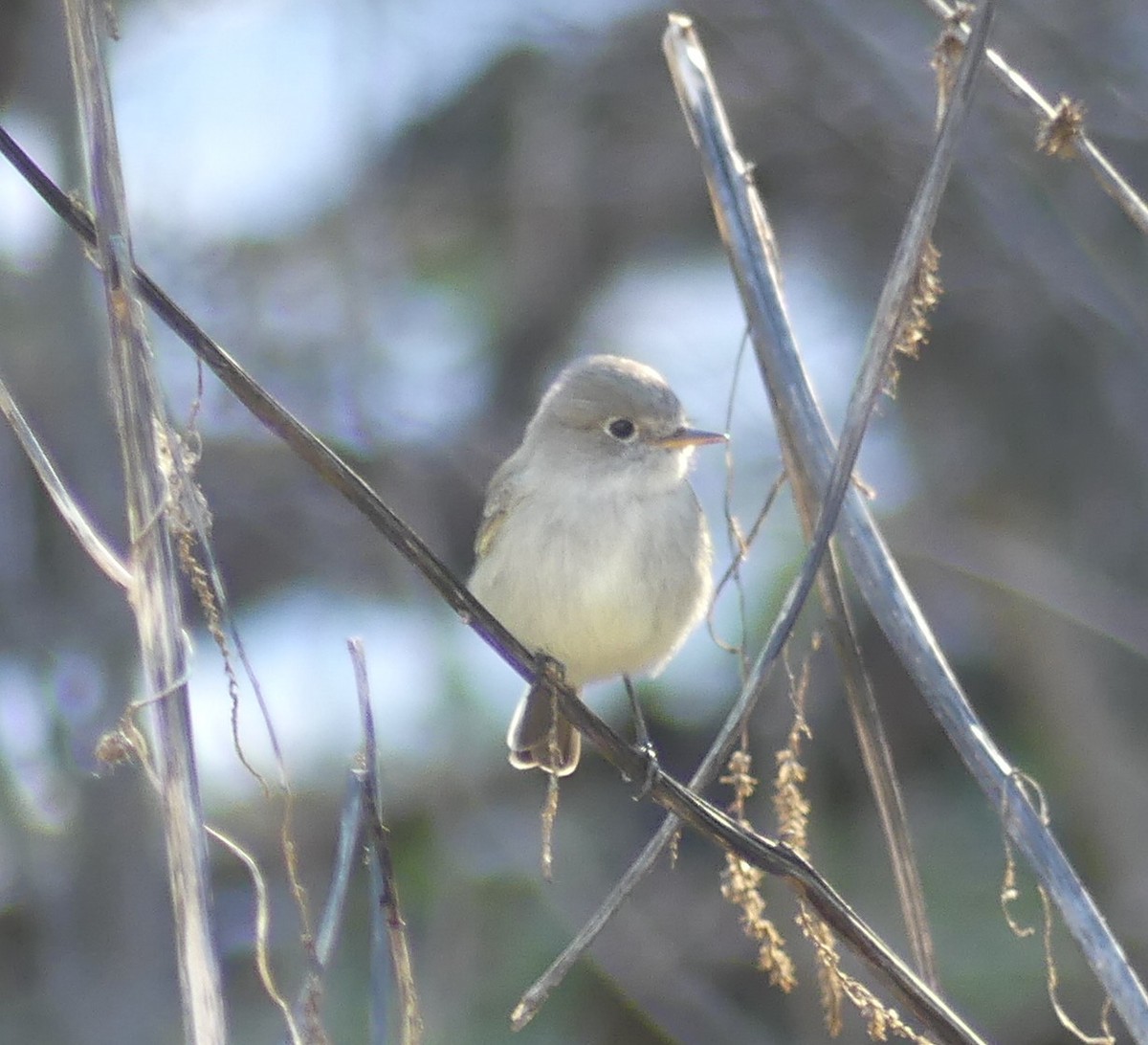 Gray Flycatcher - Acadia Kocher