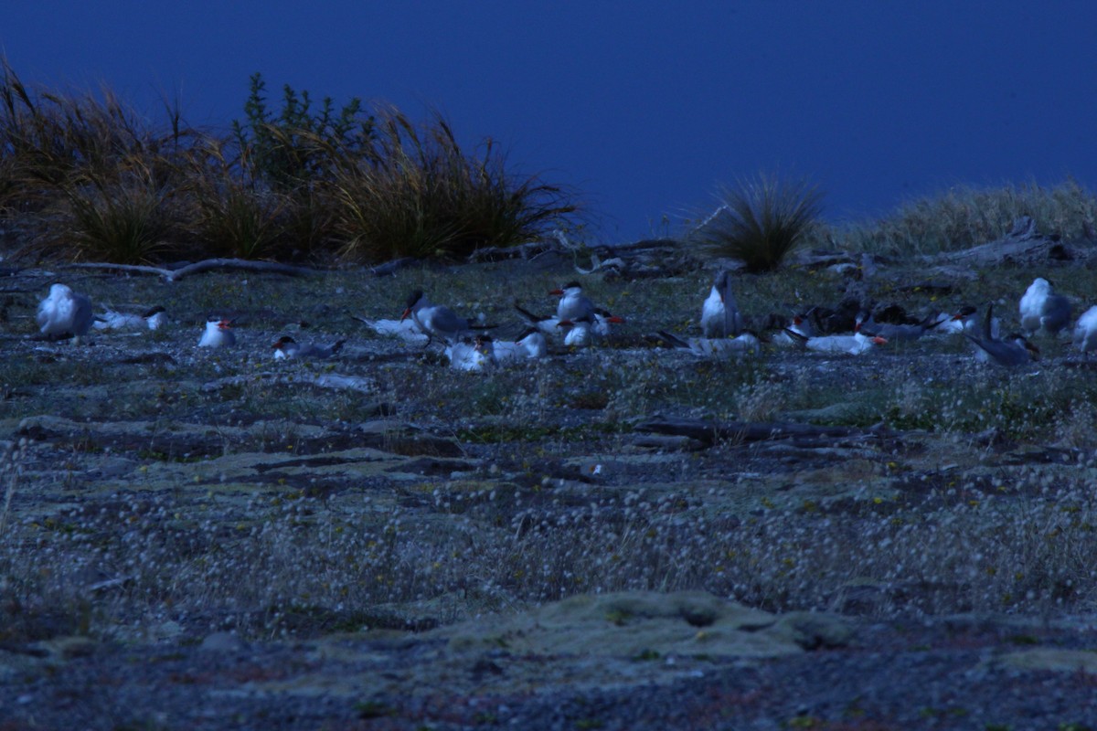 Caspian Tern - Paul Shortis