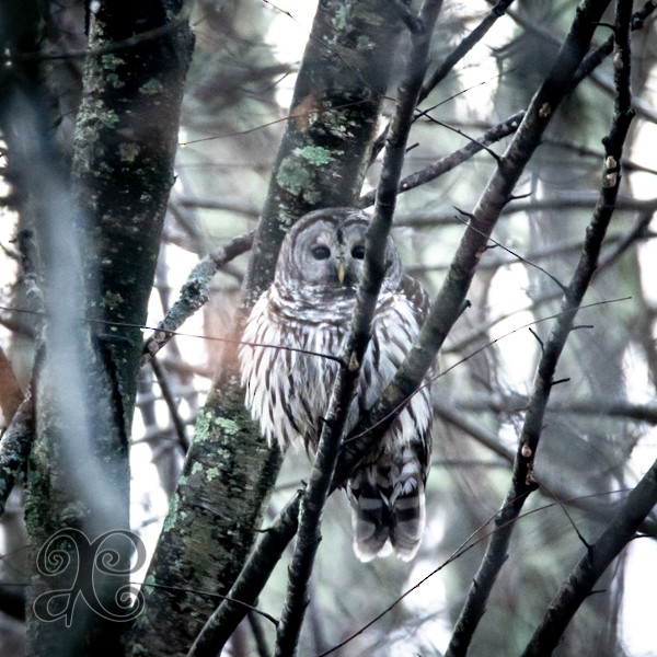 Barred Owl - ML134027031