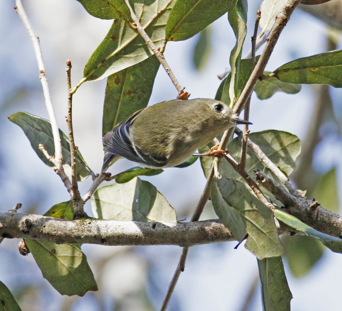 Ruby-crowned Kinglet - ML134027041