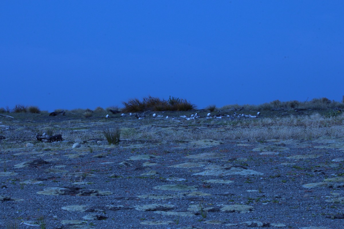 Caspian Tern - ML134027151