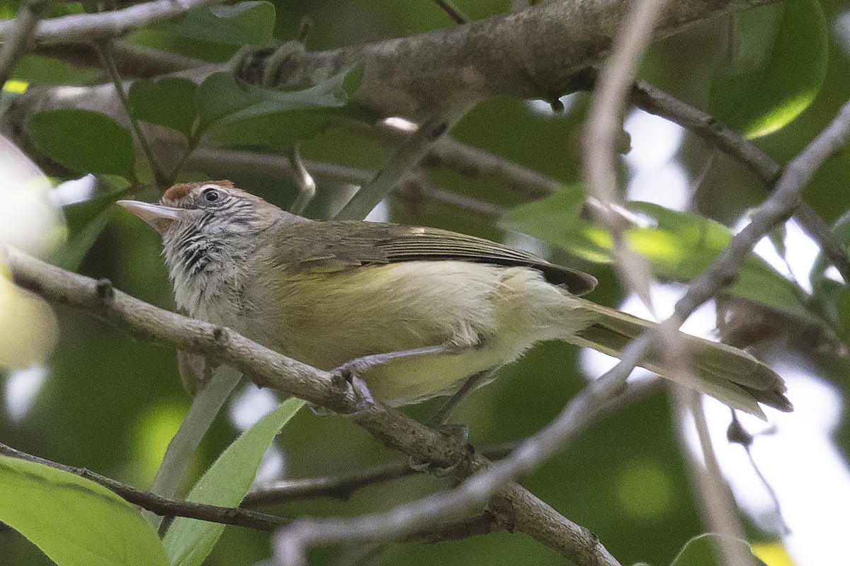 Gray-eyed Greenlet - ML134027921