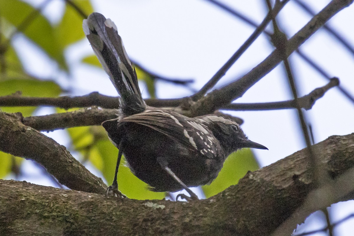 Black-bellied Antwren - ML134028041