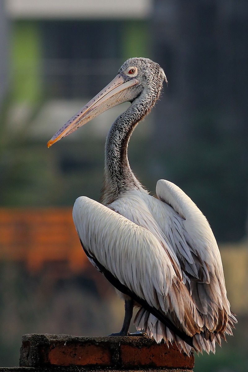 Spot-billed Pelican - Aravind AM