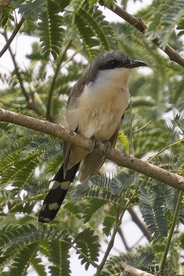 Dark-billed Cuckoo - ML134028881