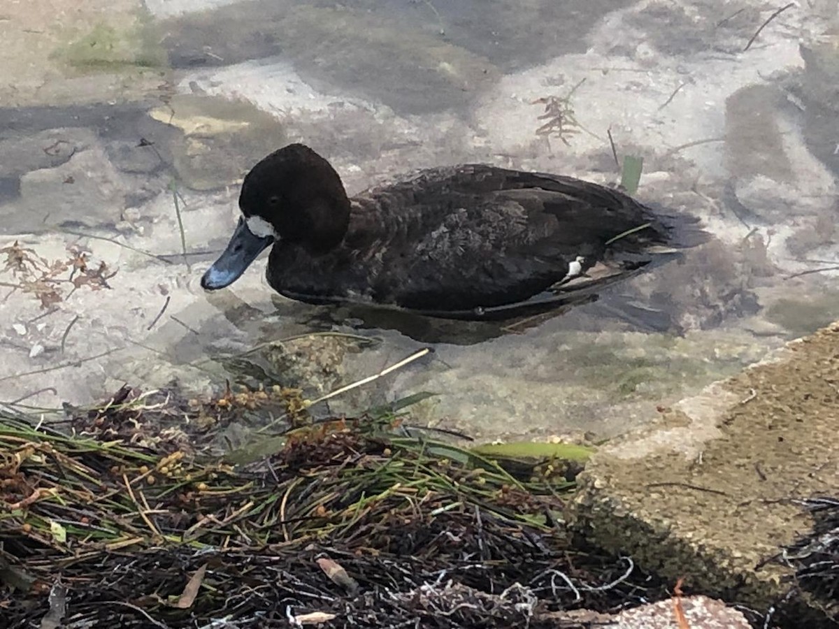 Lesser Scaup - Cory Young