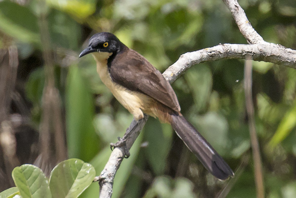 Black-capped Donacobius - ML134030871