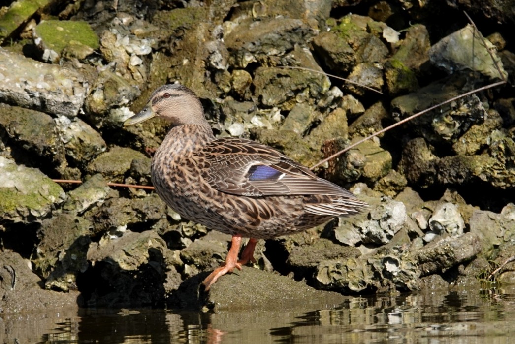 Mallard - deborah grimes