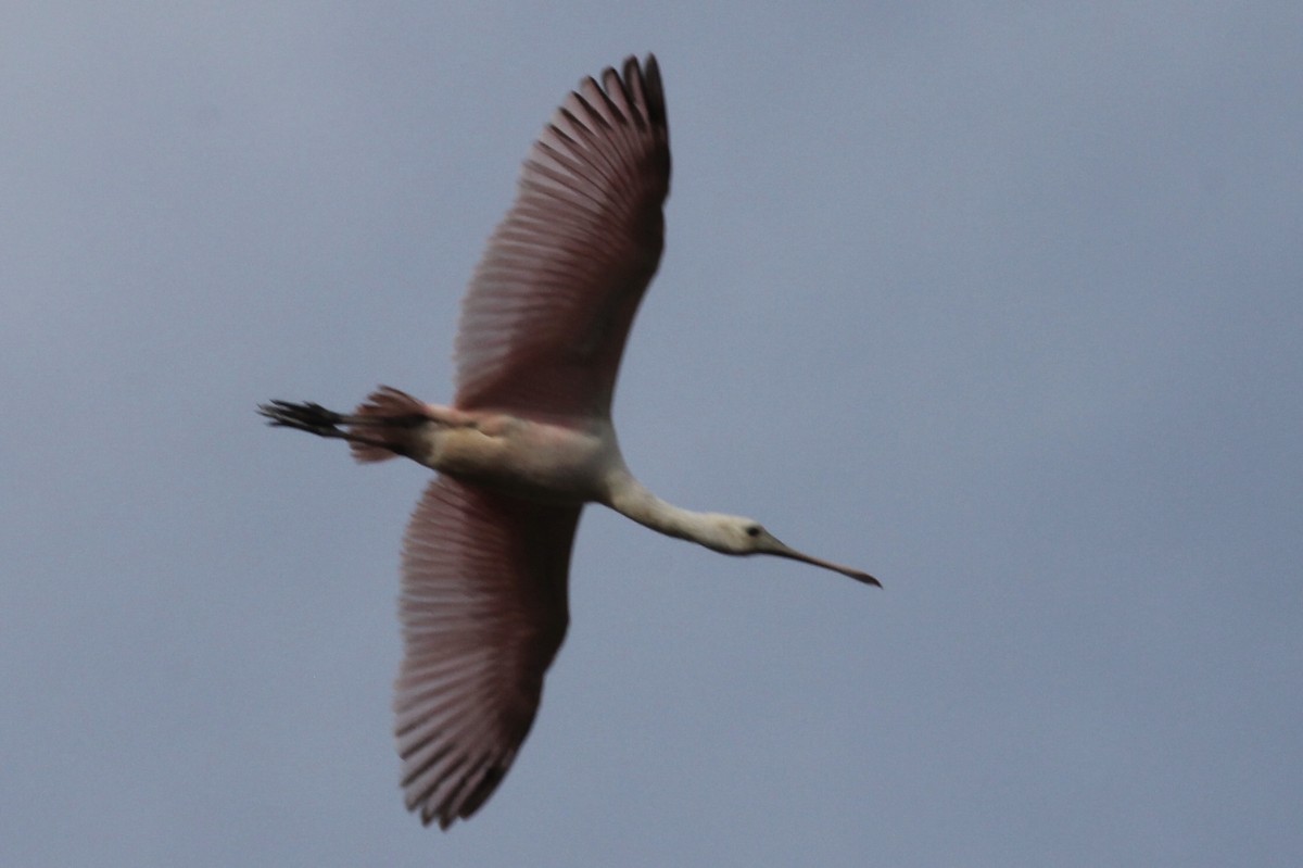 Roseate Spoonbill - ML134031301