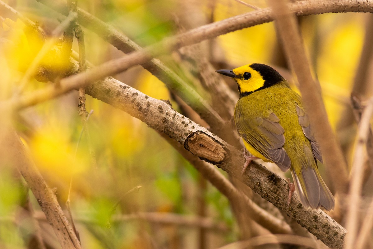 Hooded Warbler - ML134032961