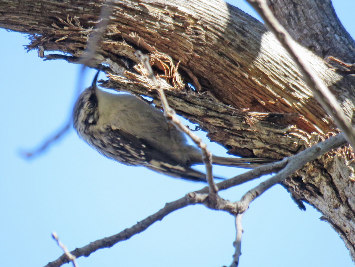 Brown Creeper - Cathy Beck