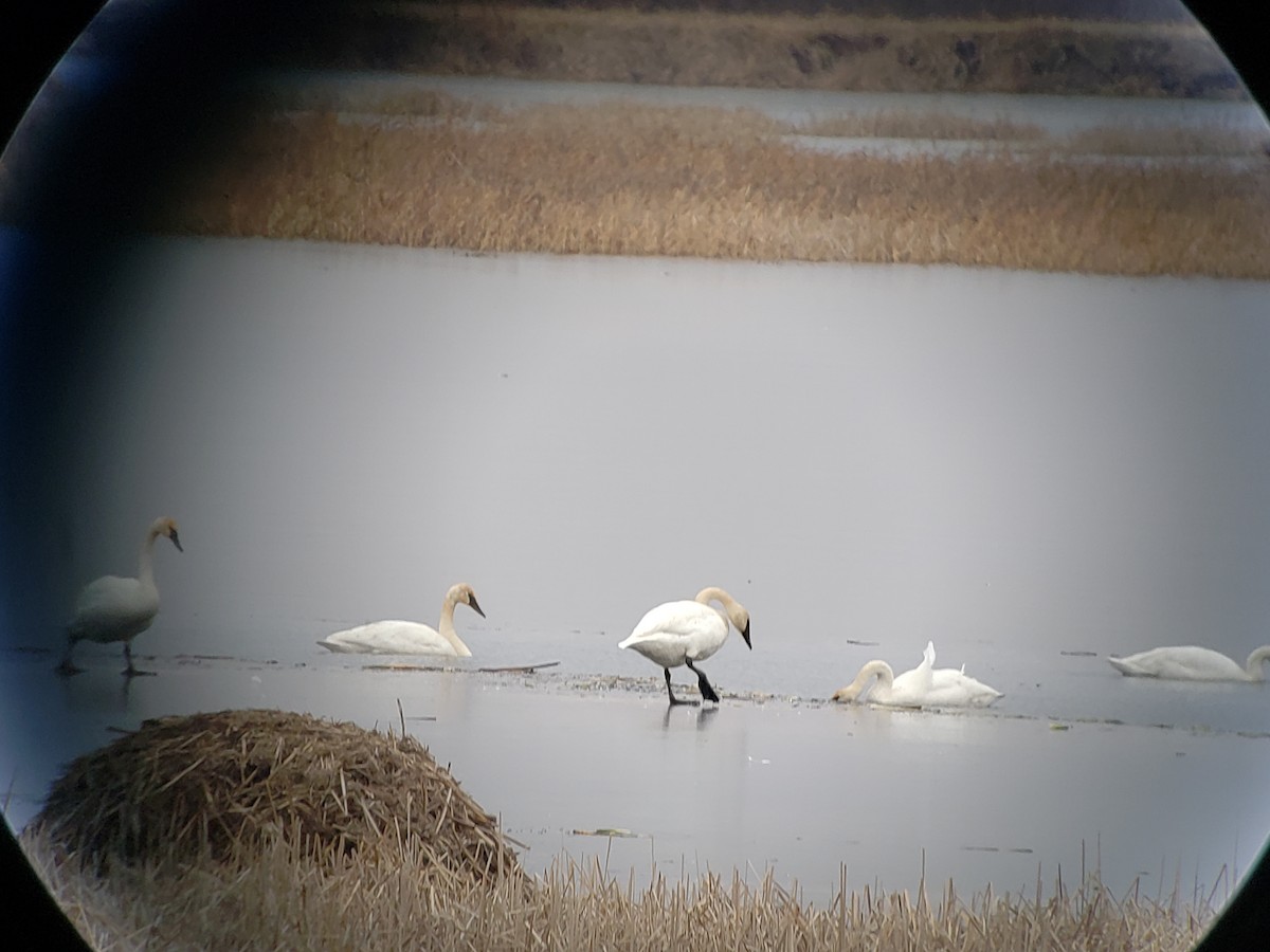 Trumpeter Swan - ML134035131