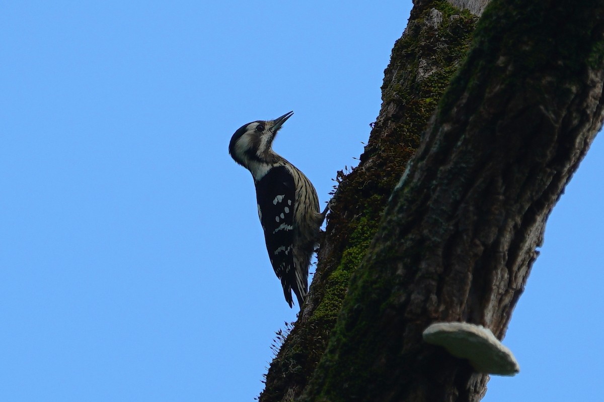Gray-capped Pygmy Woodpecker - ML134035271