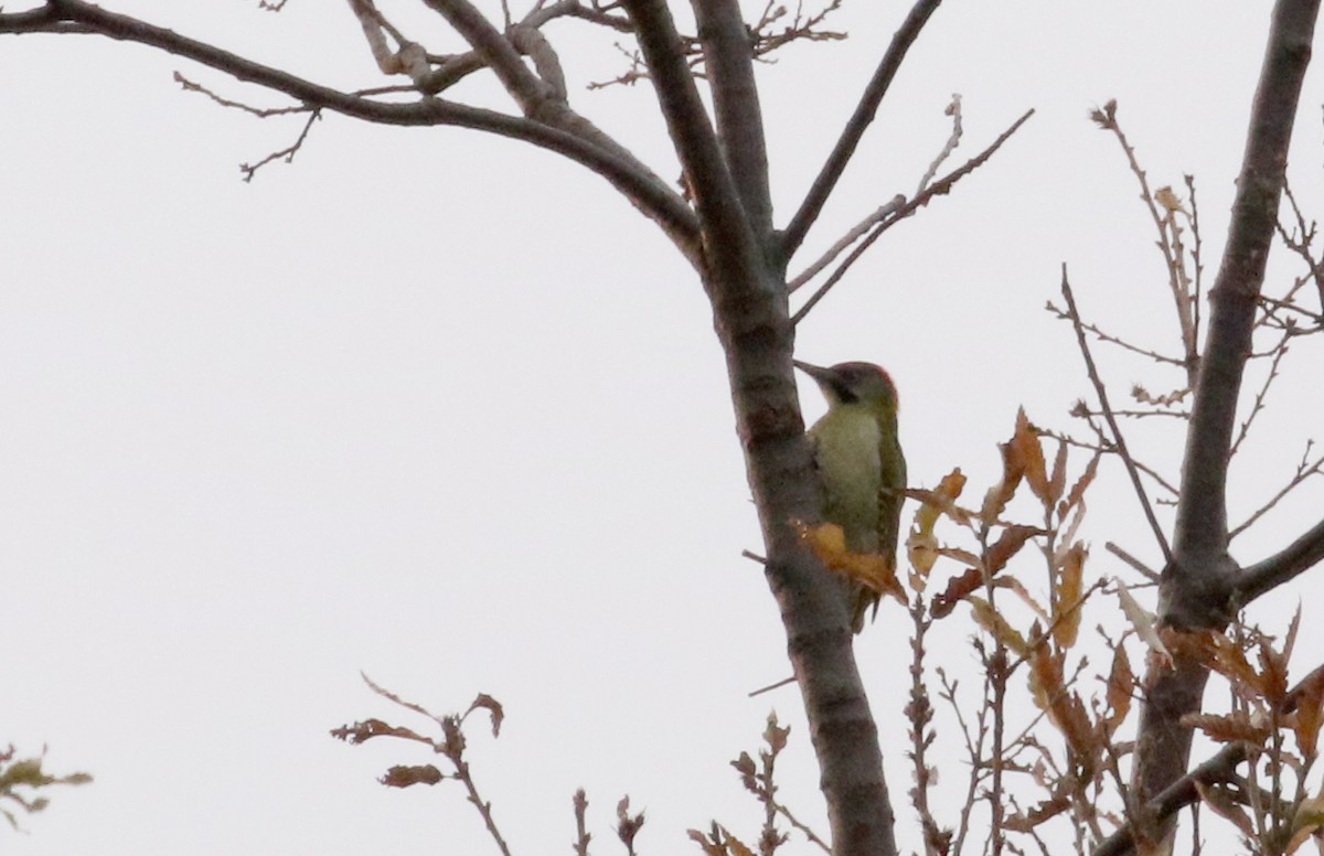 Levaillant's Woodpecker - Jay McGowan