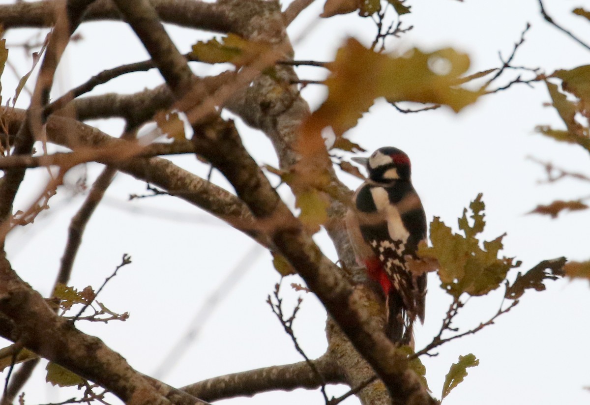 Great Spotted Woodpecker (Atlas) - Jay McGowan