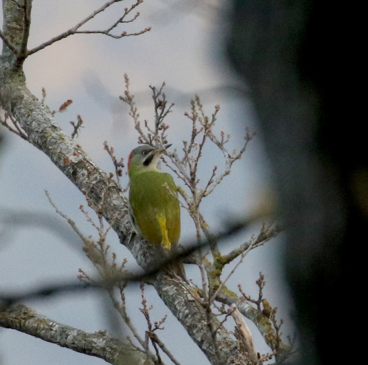 Levaillant's Woodpecker - ML134036031