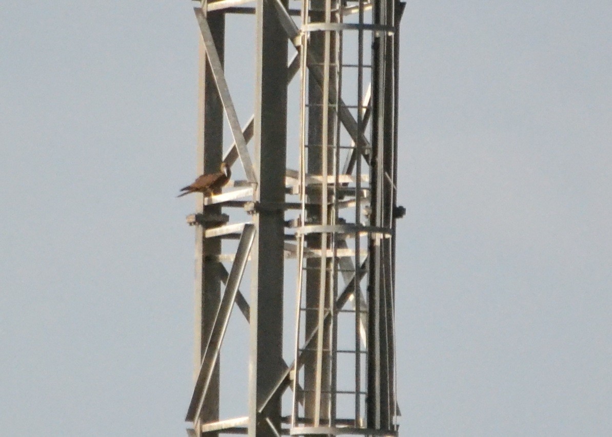 Brown Booby - ML134036201