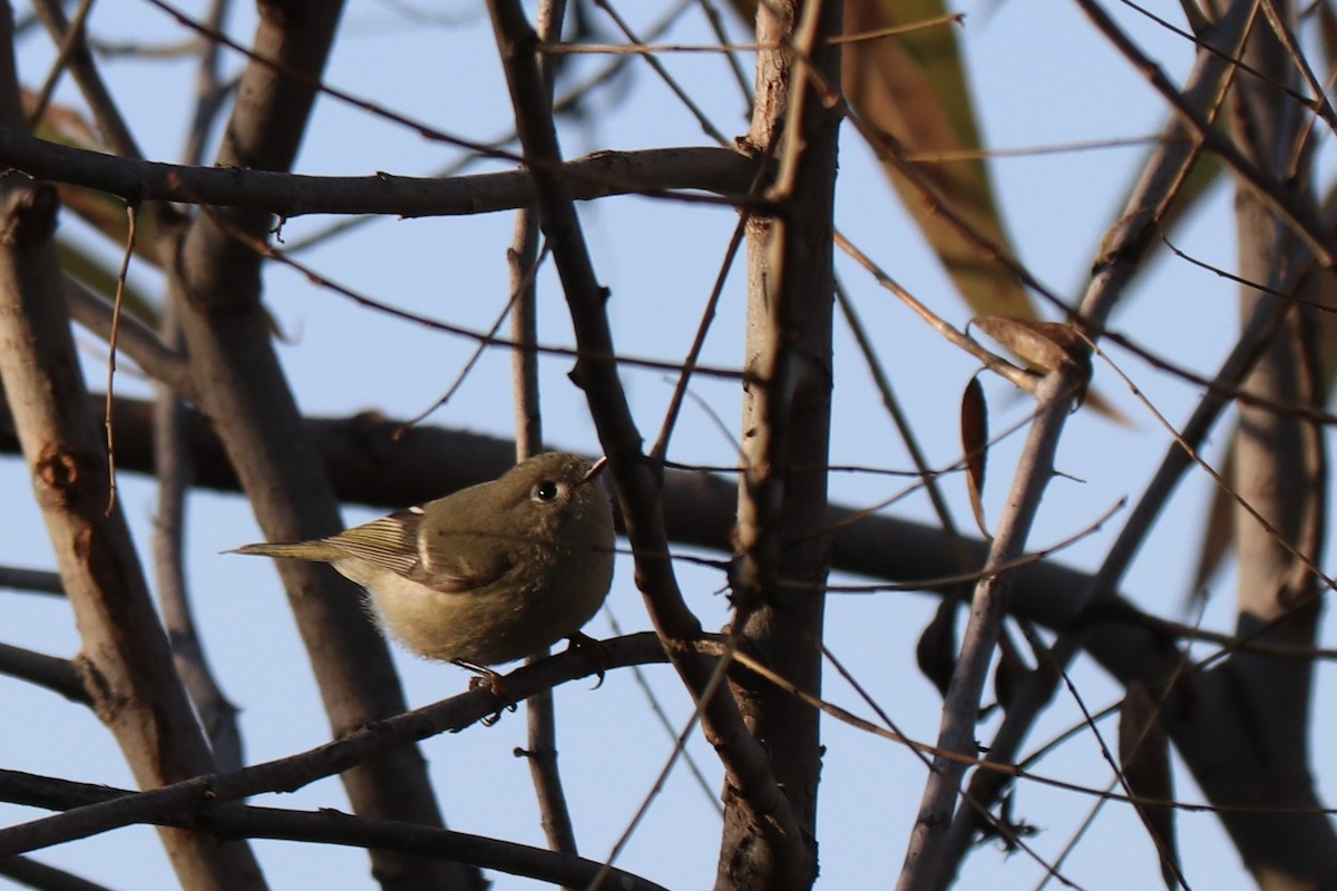 Ruby-crowned Kinglet - ML134036581