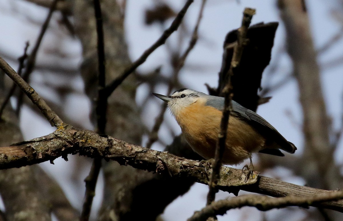 Algerian Nuthatch - ML134037421