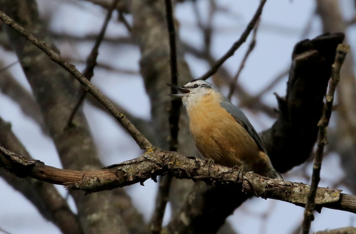 Algerian Nuthatch - ML134037471