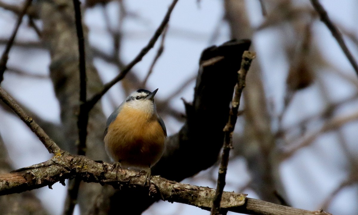 Algerian Nuthatch - ML134037511