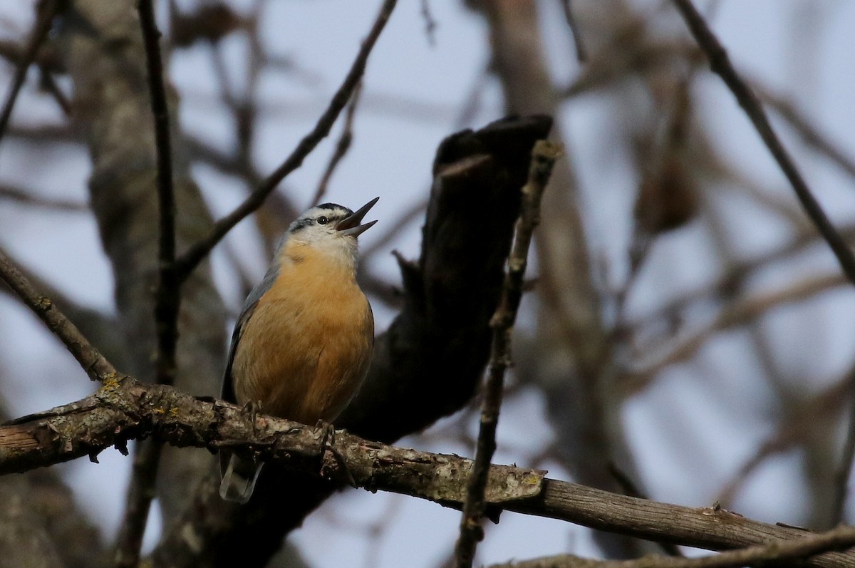 Algerian Nuthatch - ML134037591