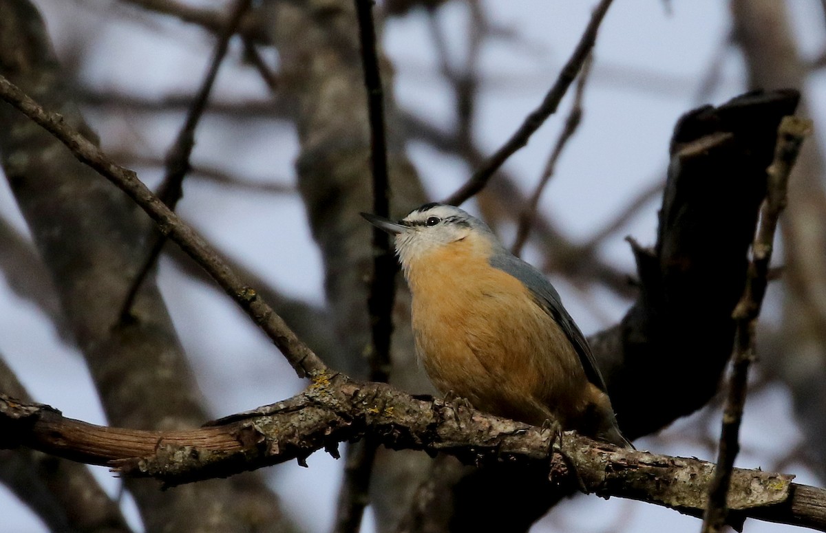 Algerian Nuthatch - ML134037621