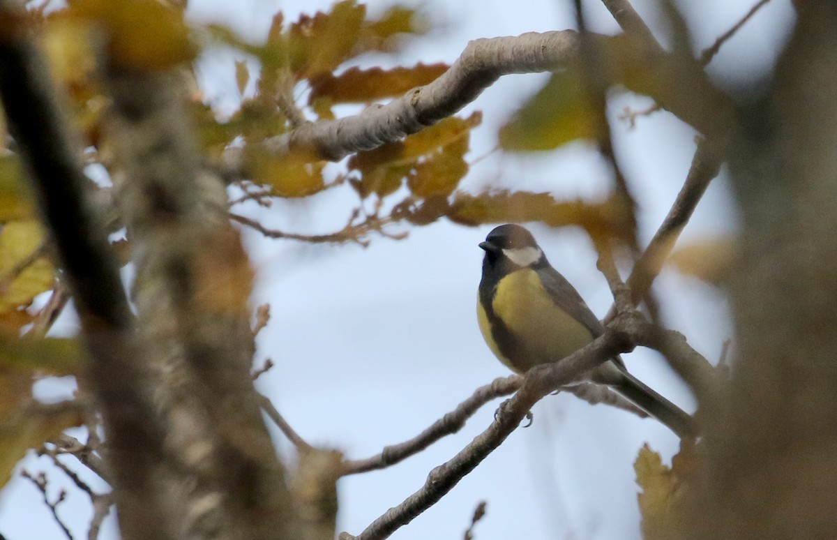 Great Tit (Great) - ML134038471