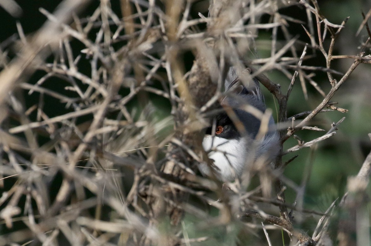 Sardinian Warbler - Jay McGowan