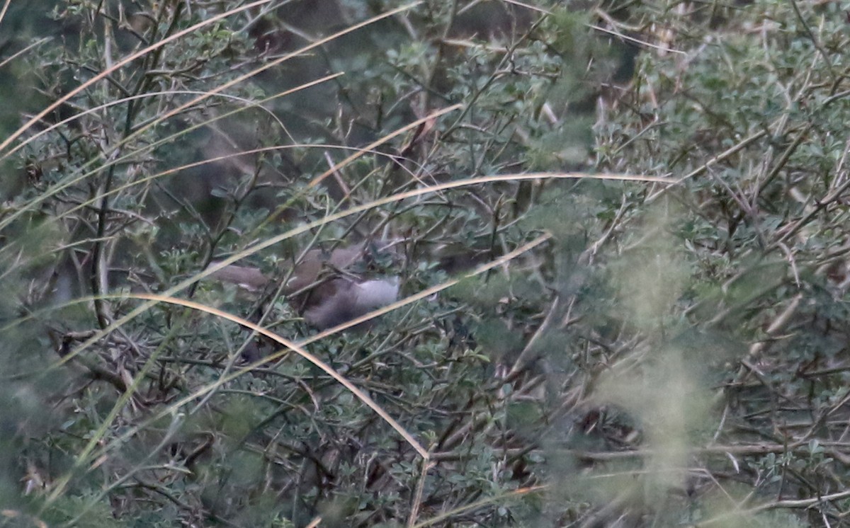 Sardinian Warbler - ML134038761