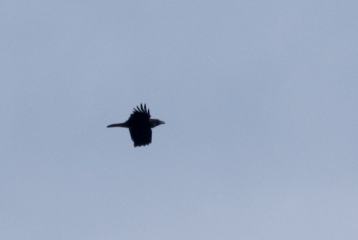 Common Raven - Jay McGowan