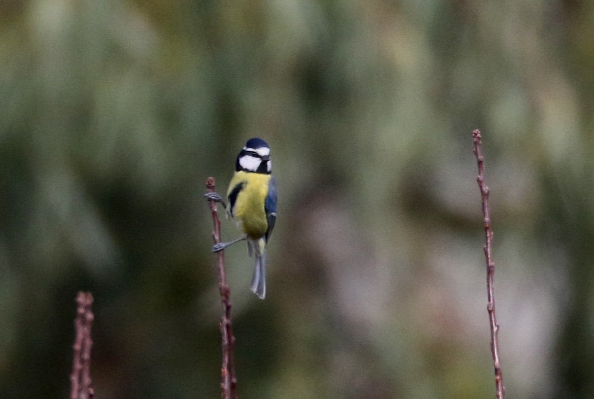 African Blue Tit - Jay McGowan