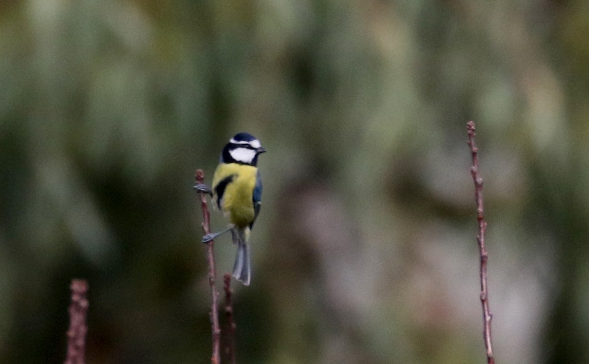 African Blue Tit - Jay McGowan