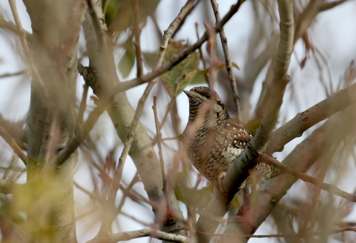 Eurasian Wryneck - Jay McGowan