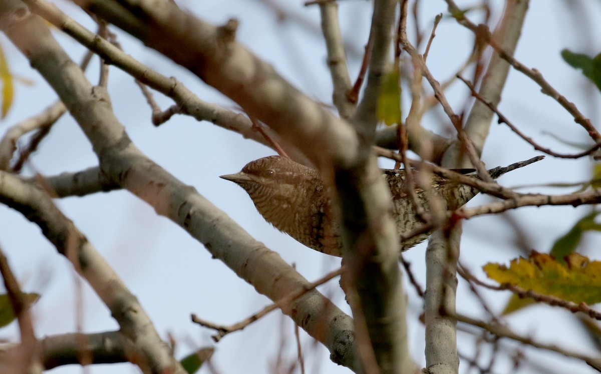 Eurasian Wryneck - Jay McGowan