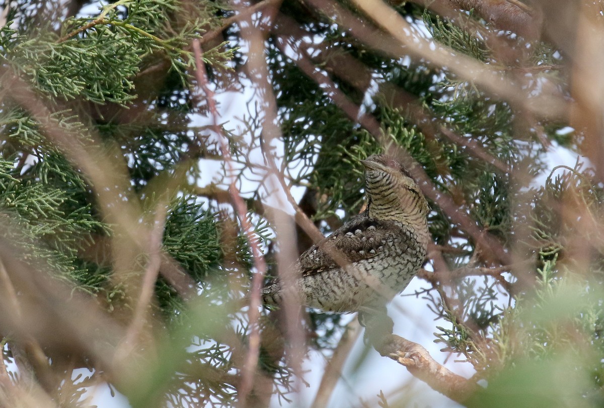 Eurasian Wryneck - Jay McGowan