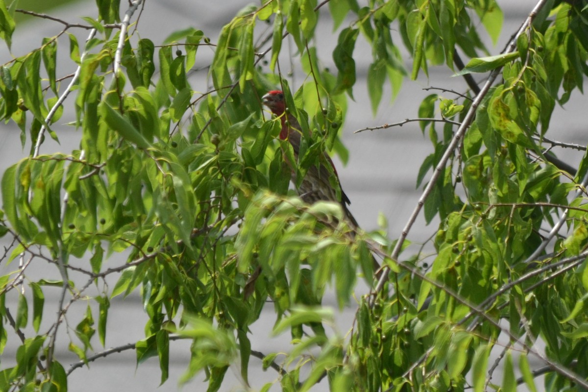 House Finch - ML134040431