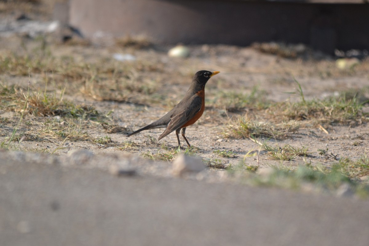 American Robin - ML134040451