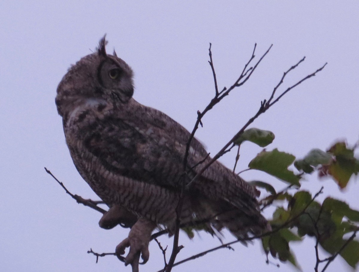 Great Horned Owl - ML134042311