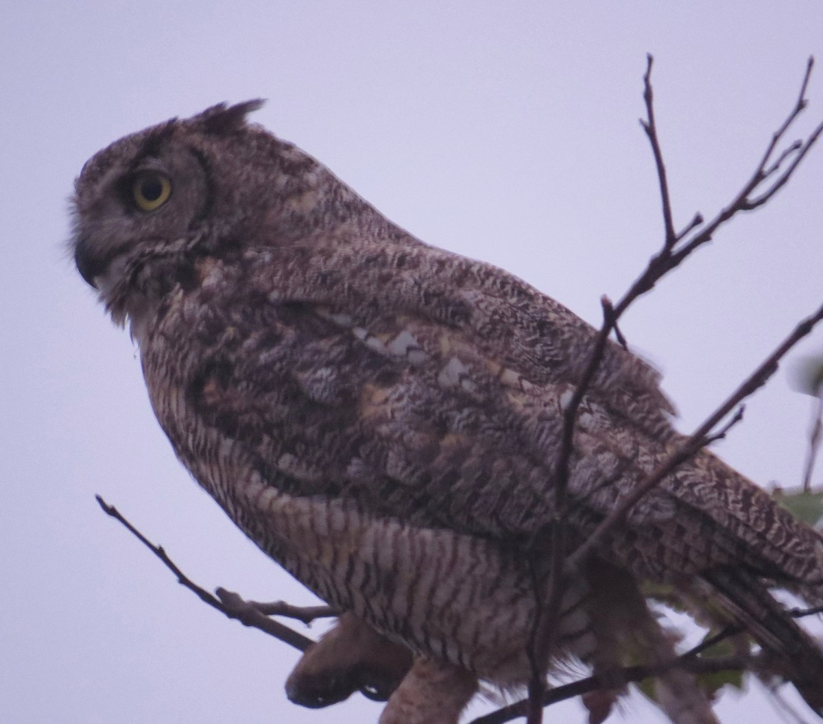 Great Horned Owl - ML134042371