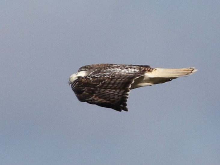 Red-tailed Hawk (Krider's) - Steve Calver