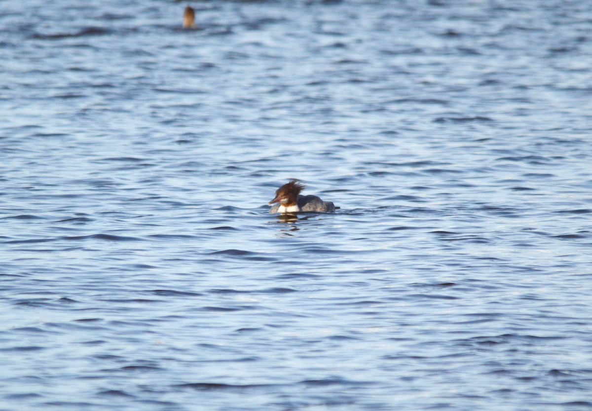 Common Merganser - Nathan Langwald