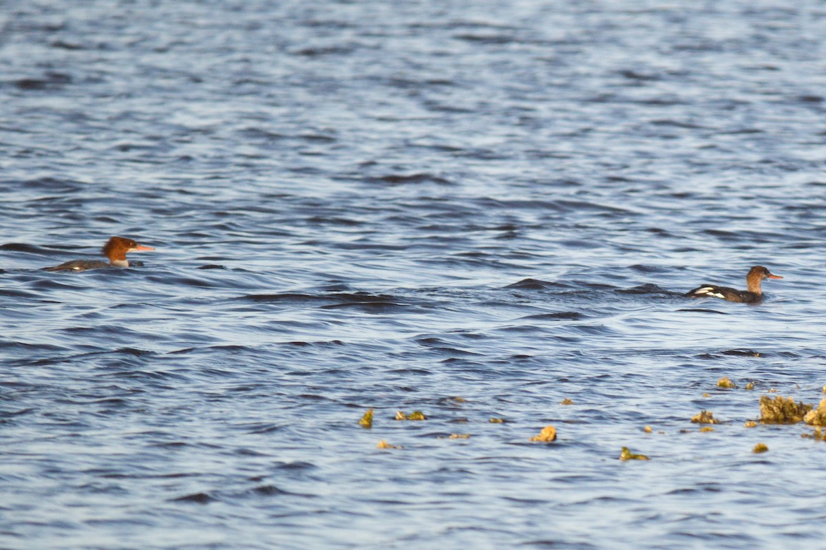 Common Merganser - ML134043401