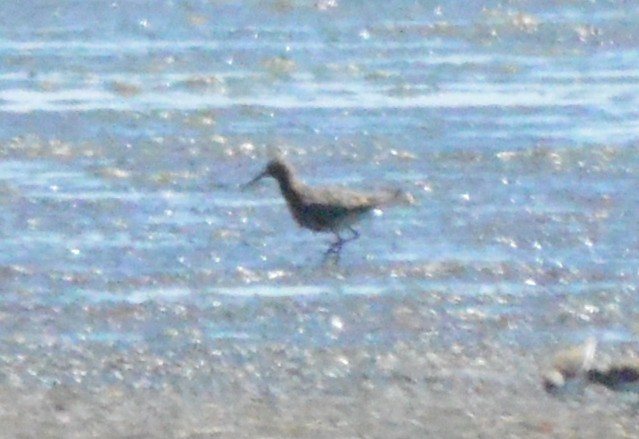 Curlew Sandpiper - ML134044131