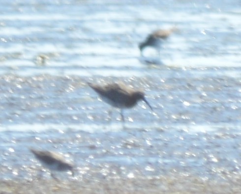 Curlew Sandpiper - ML134044171