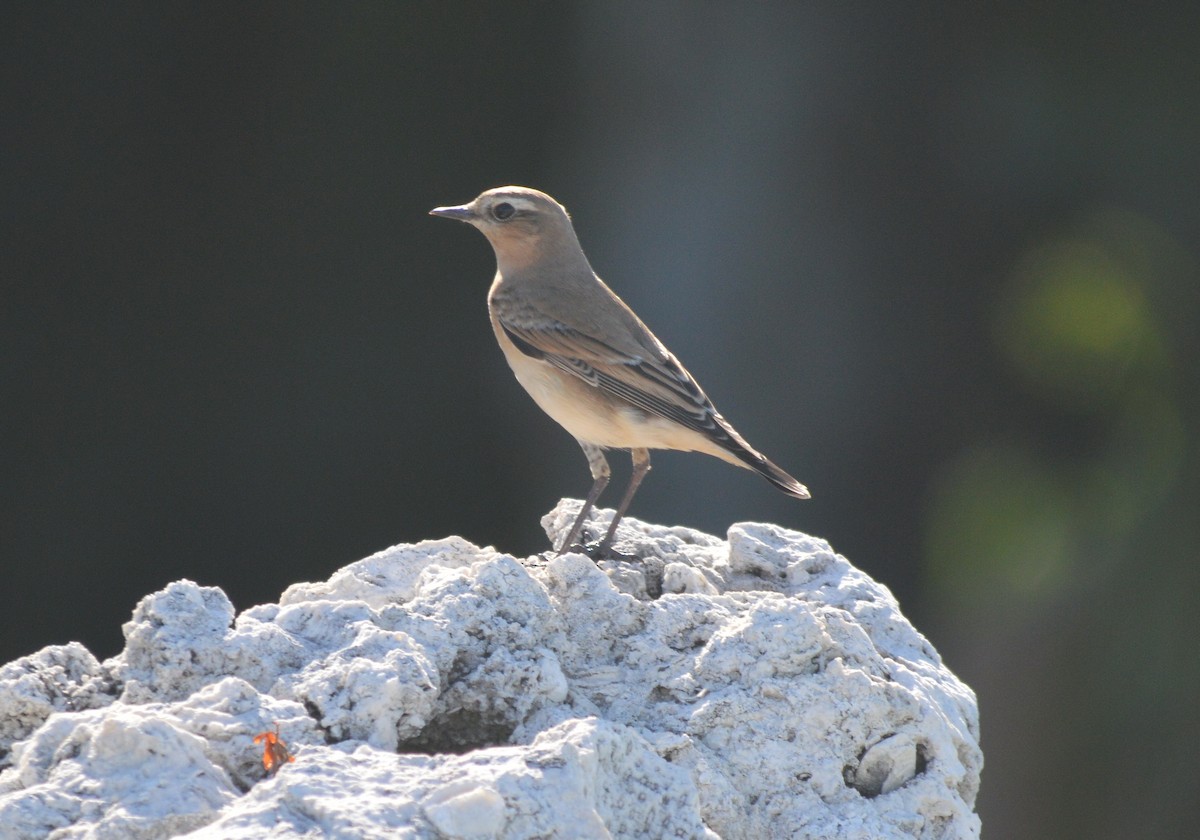 Northern Wheatear - ML134045671