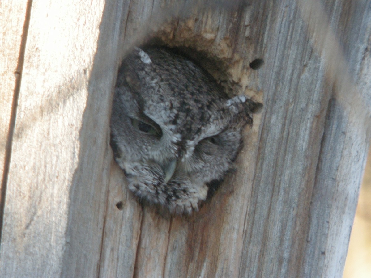 Eastern Screech-Owl - Caleb Putnam