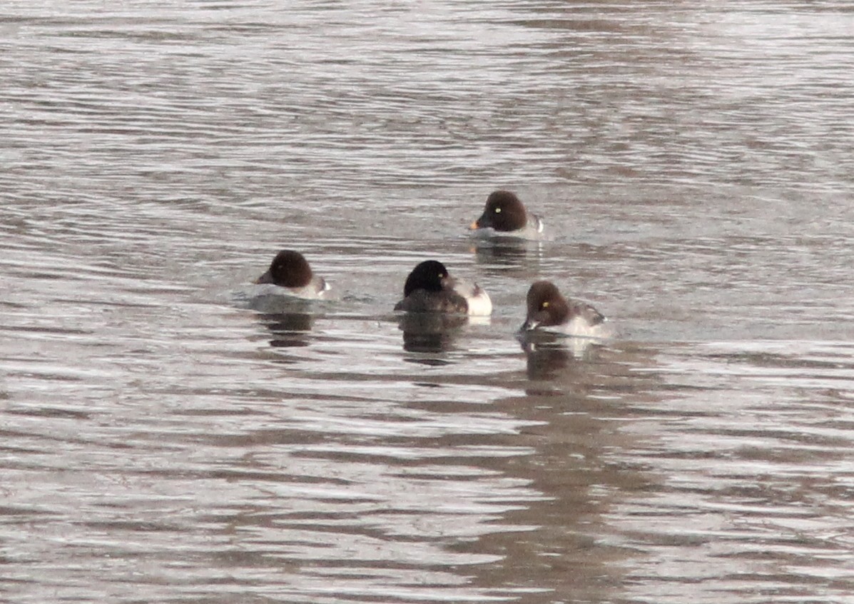 Greater Scaup - ML134046351