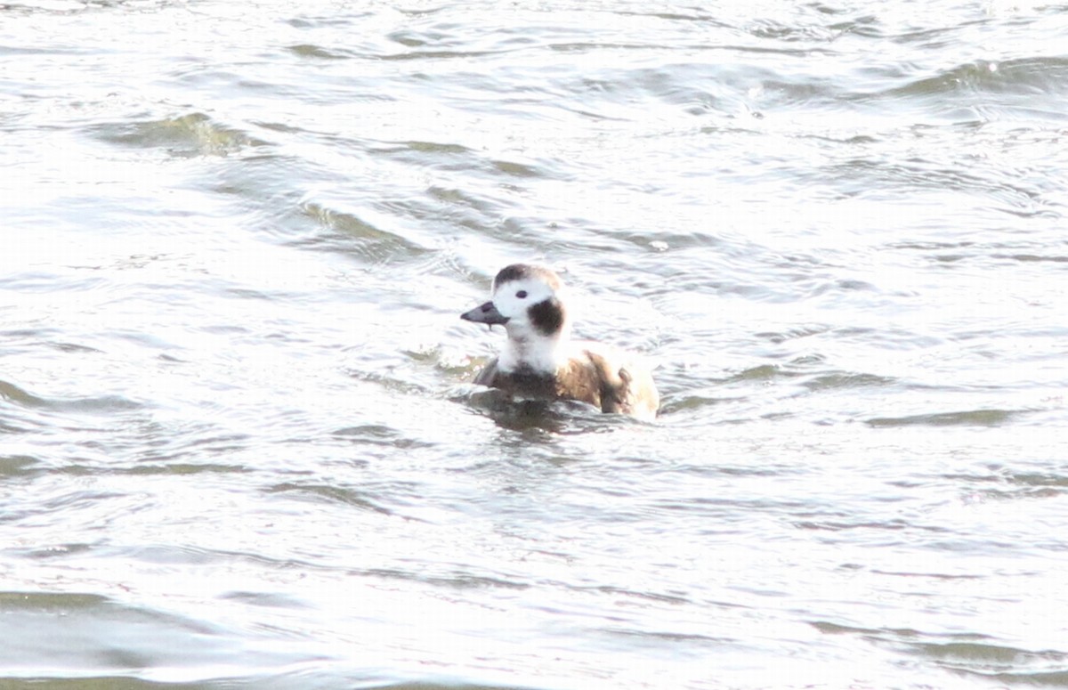Long-tailed Duck - ML134046651